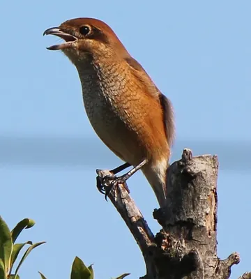 Bull-headed Shrike