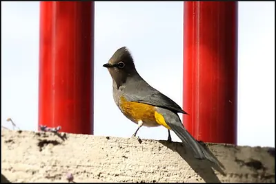 Grey Silky-flycatcher