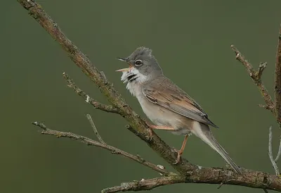Common Whitethroat