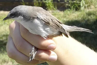Lesser Whitethroat