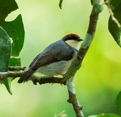 Rufous-crowned Eremomela