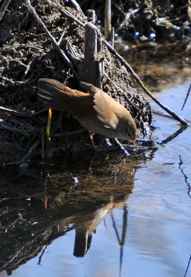 Cetti's Warbler