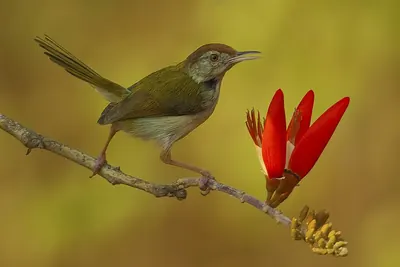Common Tailorbird