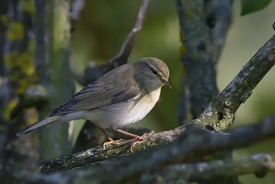 Western Bonelli's Warbler