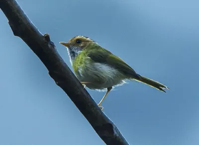 Rufous-faced Warbler