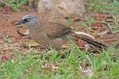 Black-lored Babbler