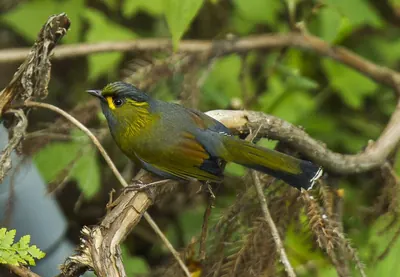 Steere's Liocichla