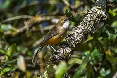 White-throated Laughingthrush