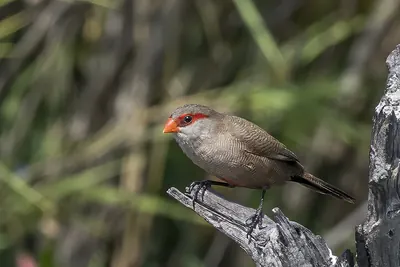 Common Waxbill