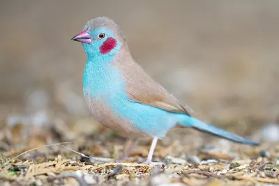 Red-checked Cordon-bleu