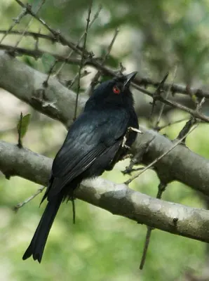 Square-tailed Drongo