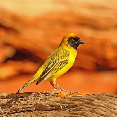 Southern Masked-Weaver