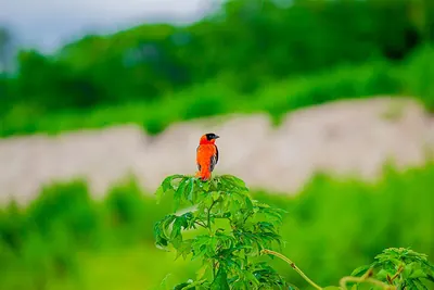 Orange Bishop