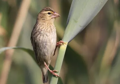 Southern Red Bishop
