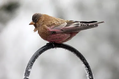 Brown-capped Rosy-finch