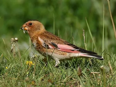 Eurasian Crimson-winged Finch