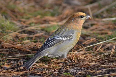 Pine Grosbeak