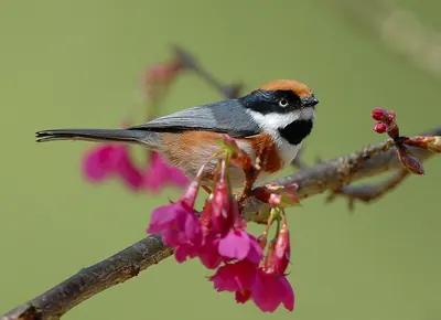Black-throated Tit