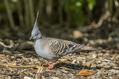 Crested Pigeon