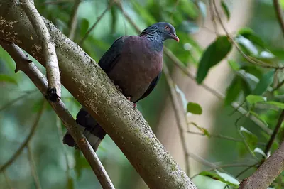 Bolle's Laurel Pigeon