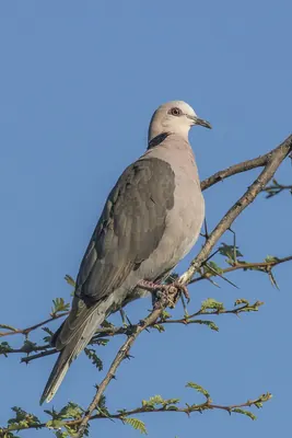 Red-eyed Dove