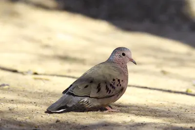 Common ground-dove