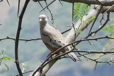 Croaking Ground-Dove