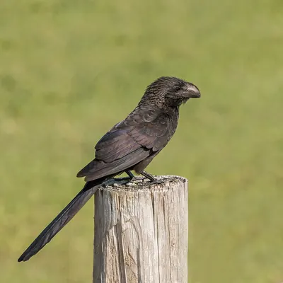 Smooth-billed Ani