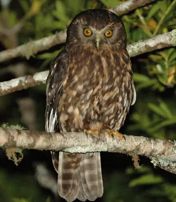 Southern Boobook