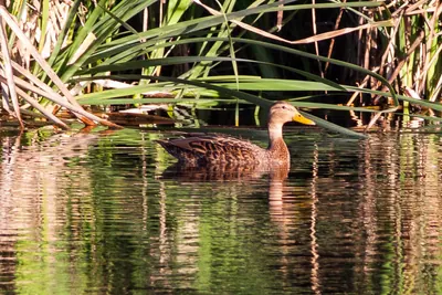 Mexican Duck