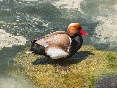 Red-crested Pochard
