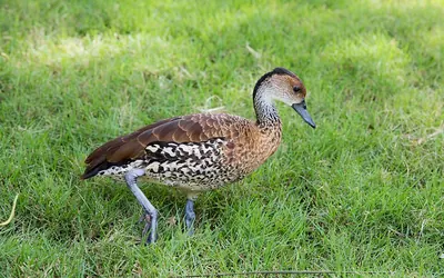 West Indian Whistling Duck