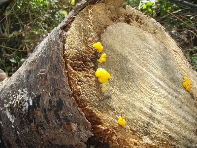 Dacrymyces chrysospermus