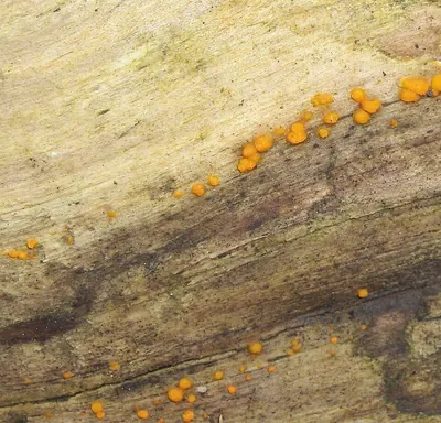 Dacrymyces stillatus