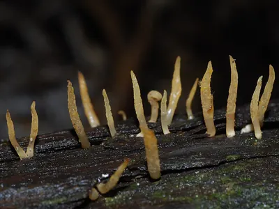 Calocera cornea