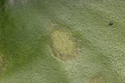 Rhamphospora nymphaeae