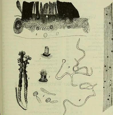 Graphiola phoenicis