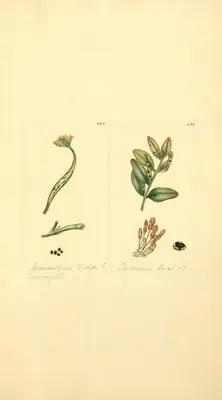 Puccinia buxi