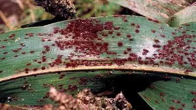 Puccinia purpurea