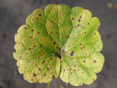 Puccinia glechomatis