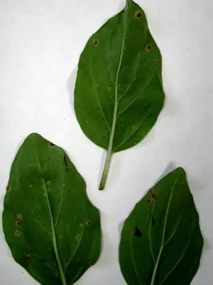 Puccinia menthae
