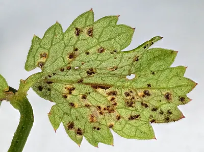 Puccinia pimpinellae
