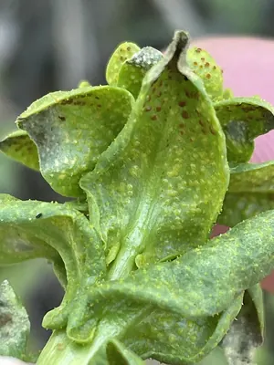 Puccinia thlaspeos