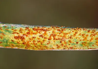 Puccinia hordei