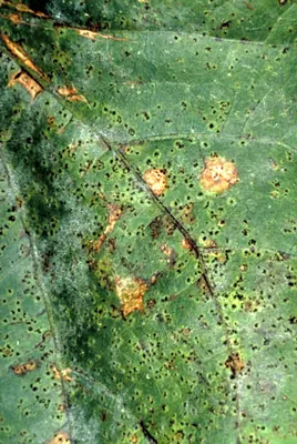 Uromyces vignae