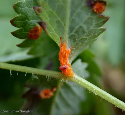 Phragmidium sanguisorbae