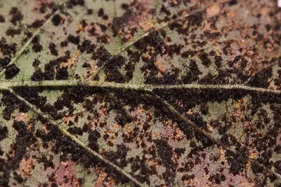 Phragmidium bulbosum