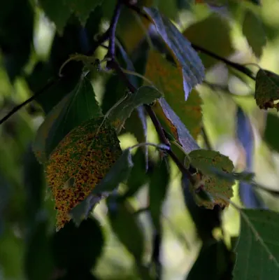 Melampsoridium betulinum