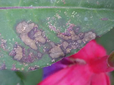 Pucciniastrum epilobii