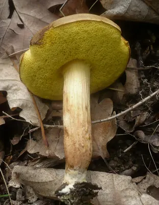 Xerocomus subtomentosus